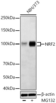 NRF2 Polyclonal Antibody