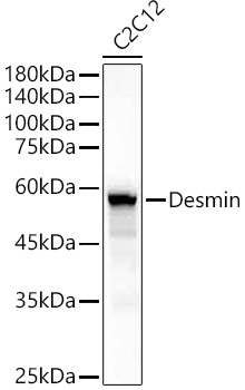 Desmin Polyclonal Antibody