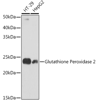 Glutathione Peroxidase 2 Monoclonal Antibody [1X5K1]