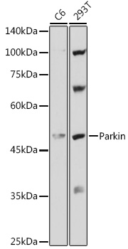 Human Parkin Polyclonal Antibody