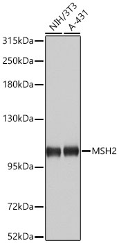 MSH2 Polyclonal Antibody