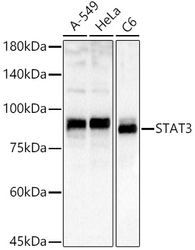 STAT3 Polyclonal Antibody