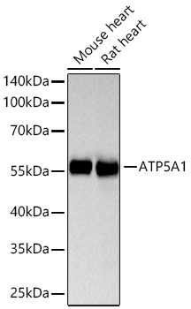 ATP5A1 Monoclonal Antibody [6M3B8]