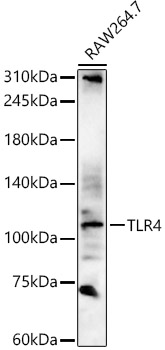 TLR4 Polyclonal Antibody