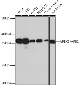 APEX1/APE1 Monoclonal Antibody [3W5N10]