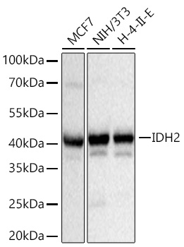 IDH2 Monoclonal Antibody [8C3D4]