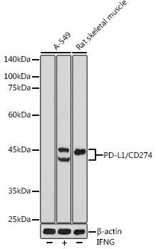 PD-L1/CD274 Polyclonal Antibody