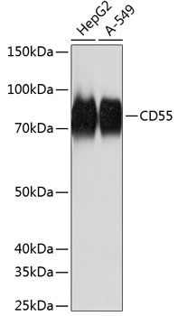 CD55 Monoclonal Antibody [2T4V4]