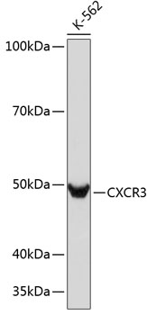CXCR3 Monoclonal Antibody [3B7Y7]