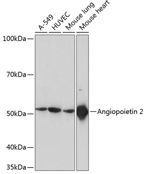 ANGPT2 Monoclonal Antibody [5H8U4]