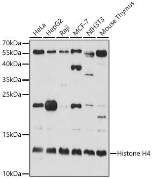 Histone H4 Polyclonal Antibody