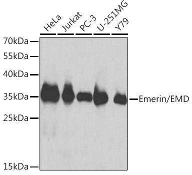 Emerin/EMD Polyclonal Antibody