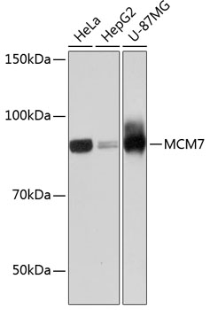 MCM7 Monoclonal Antibody [3U9N7]