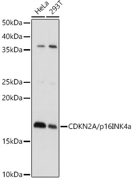 CDKN2A/p16INK4a Polyclonal Antibody