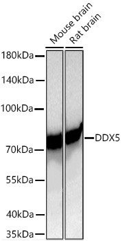 DDX5 Monoclonal Antibody [1K6X10]