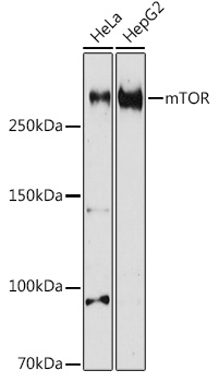 mTOR Polyclonal Antibody