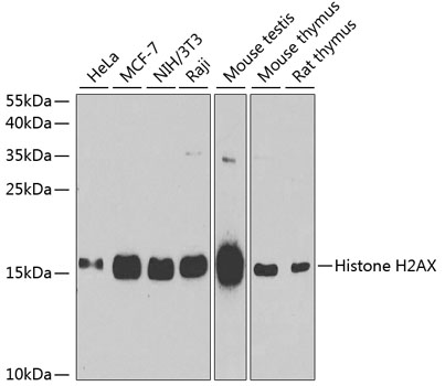 Histone H2AX Polyclonal Antibody