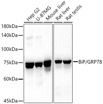 BiP/GRP78 Polyclonal Antibody