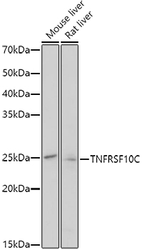 TNFRSF10C Polyclonal Antibody