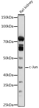 c-Jun Polyclonal Antibody