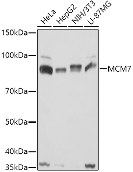 MCM7 Polyclonal Antibody