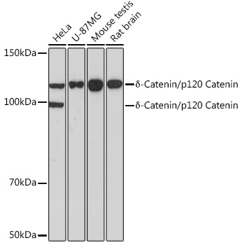 Delta-Catenin/p120 Catenin Monoclonal Antibody [5N7Z0]