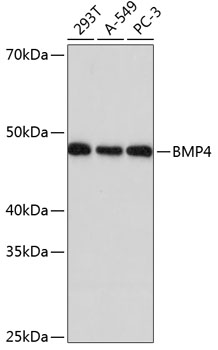 BMP4 Monoclonal Antibody [7Q2U7]