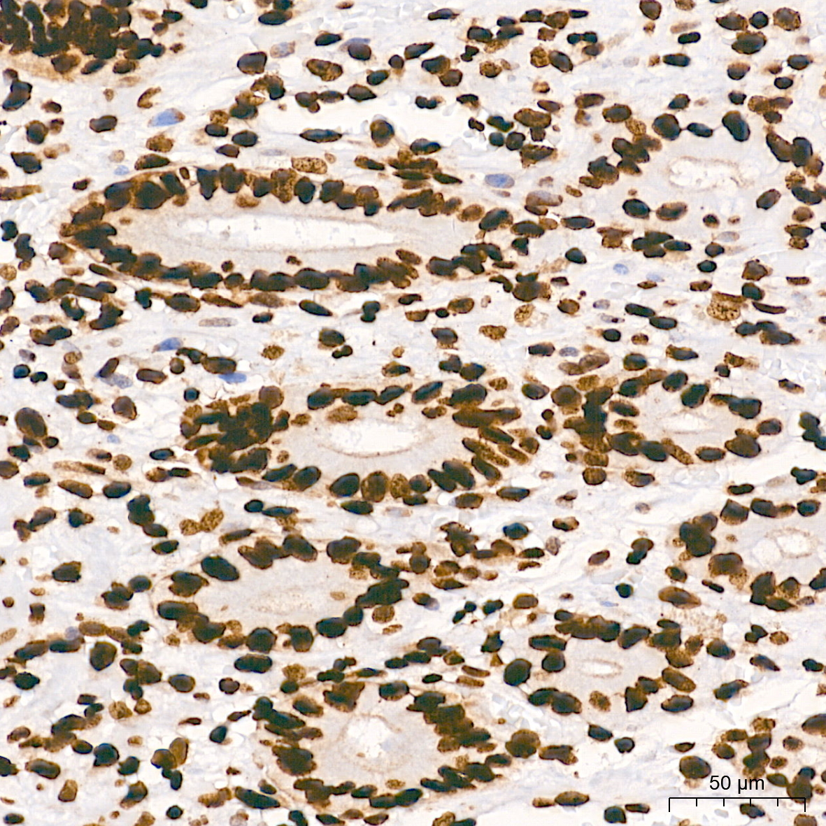 Histone H2AX Monoclonal Antibody [4Z3S8]