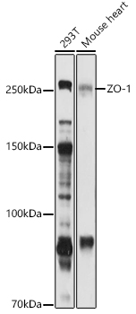 ZO-1 Polyclonal Antibody