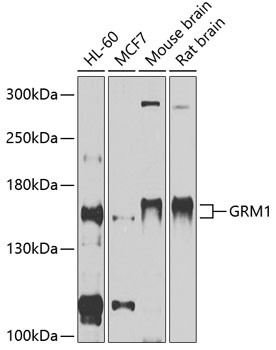GRM1 Polyclonal Antibody