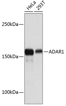 ADAR1 Monoclonal Antibody [7H1U2]&nbsp;<img src="images/icon_newarrival.gif" alt="new" border="0">