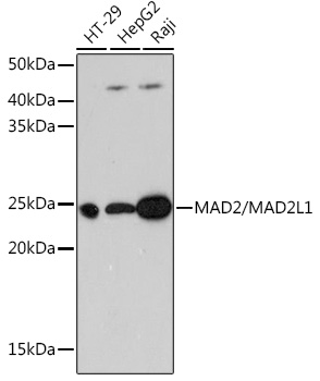 MAD2/MAD2L1 Monoclonal Antibody [5W5U1]