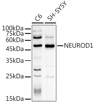 NEUROD1 Polyclonal Antibody