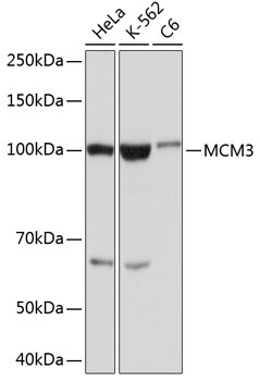 MCM3 Monoclonal Antibody [9Z5W4]