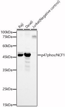 p47phox/NCF1 Polyclonal Antibody