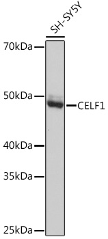 CELF1 Monoclonal Antibody [2B2P2]