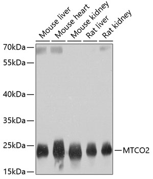 MTCO2 Polyclonal Antibody
