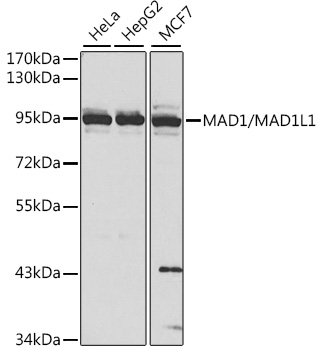 MAD1/MAD1L1 Polyclonal Antibody