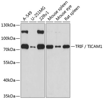 TRIF / TICAM1 Polyclonal Antibody