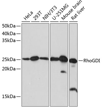 RhoGDI Monoclonal Antibody [0D6X5]