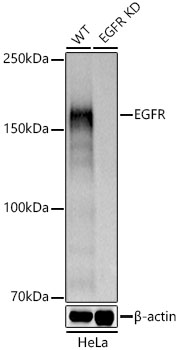 EGFR Polyclonal Antibody