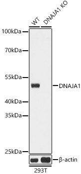 DNAJA1 Polyclonal Antibody