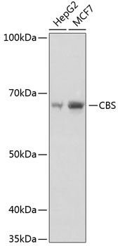 CBS Monoclonal Antibody [1R2E9]
