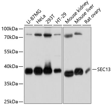 SEC13 Polyclonal Antibody