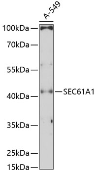SEC61A1 Polyclonal Antibody