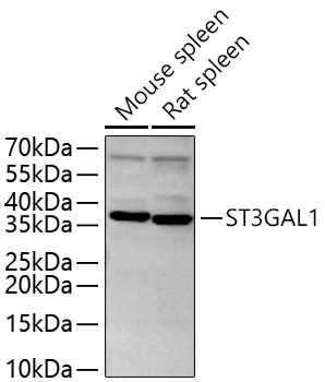 ST3GAL1 Polyclonal Antibody