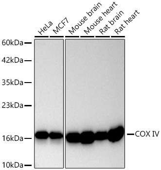 COX IV Monoclonal Antibody