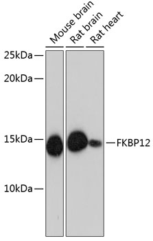 FKBP12 Monoclonal Antibody [9A2J5]