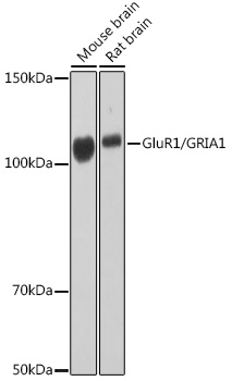 GluR1/GRIA1 Monoclonal Antibody [6C7D9]