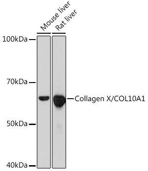 Collagen X/COL10A1 Monoclonal Antibody [0F5Q9]